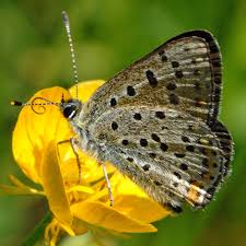 Attēlu rezultāti vaicājumam “Lycaena tityrus female”