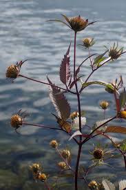 Attēlu rezultāti vaicājumam “Bidens frondosa”