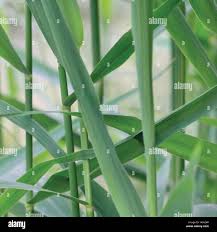 Attēlu rezultāti vaicājumam “Phragmites communis leaf”