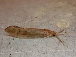 Attēlu rezultāti vaicājumam “Oecetis ochracea”