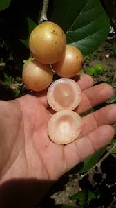 Attēlu rezultāti vaicājumam “Glyceria fluitans fruit”