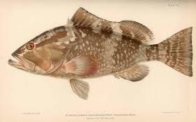 Image result for Epinephelus morio