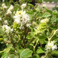 Attēlu rezultāti vaicājumam “Fothergilla major”