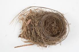 Attēlu rezultāti vaicājumam “Turdus merula nest”