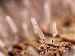 Attēlu rezultāti vaicājumam “Stemonitis flavogenita spores”