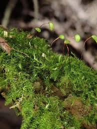 Attēlu rezultāti vaicājumam “Brachytheciastrum velutinum”