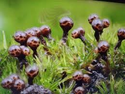 Attēlu rezultāti vaicājumam “Trichia botrytis var. cerifera”