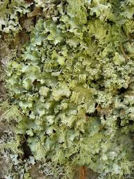 Attēlu rezultāti vaicājumam “Punctelia subrudecta”