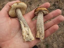 Attēlu rezultāti vaicājumam “Leccinum scabrum”