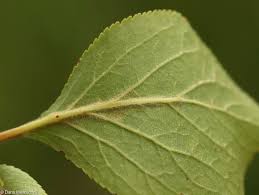 Attēlu rezultāti vaicājumam “Prunus domestica subsp. insitita”