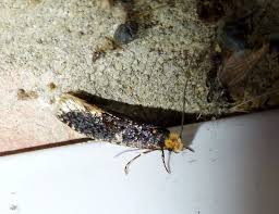 Attēlu rezultāti vaicājumam “Monopis weaverella”