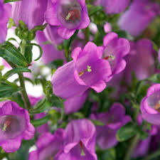 Image result for Campanula medium
