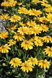 Attēlu rezultāti vaicājumam “Rudbeckia hirta var. hirta leaf”