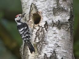 Attēlu rezultāti vaicājumam “Dendrocopos minor”