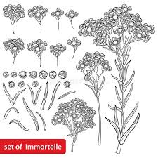 Attēlu rezultāti vaicājumam “Helichrysum arenarium bud”