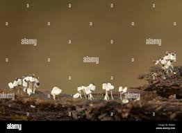 Attēlu rezultāti vaicājumam “Arcyria cinerea young”