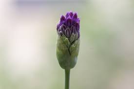 Attēlu rezultāti vaicājumam “Allium holandicum bud”