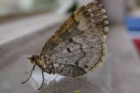 Attēlu rezultāti vaicājumam “Electrophaes corylata”