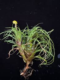 Attēlu rezultāti vaicājumam “Dicranella crispa”