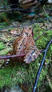 Attēlu rezultāti vaicājumam “Rana temporaria adult”