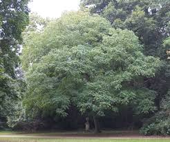 Attēlu rezultāti vaicājumam “Juglans x sinensis leaf”