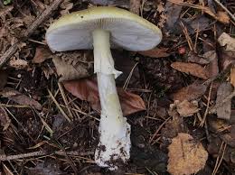 Attēlu rezultāti vaicājumam “Amanita phalloides”