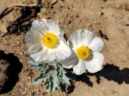 Attēlu rezultāti vaicājumam “Papaver argemone bud”