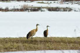 Image result for Grus canadensis