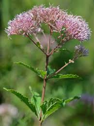 Attēlu rezultāti vaicājumam “Cnidium dubium leaf”