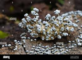 Attēlu rezultāti vaicājumam “Badhamia sp.”