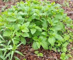 Attēlu rezultāti vaicājumam “Scopolia carniolica”