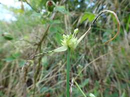 Attēlu rezultāti vaicājumam “Allium oleraceum flower”