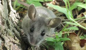 Attēlu rezultāti vaicājumam “Cricetidae”