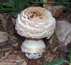 Attēlu rezultāti vaicājumam “Macrolepiota rhacodes”