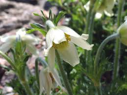 Attēlu rezultāti vaicājumam “Pulsatilla pratensis flower”