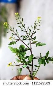 Attēlu rezultāti vaicājumam “Rorippa palustris fruit”