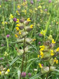 Attēlu rezultāti vaicājumam “Rhinanthus minor”