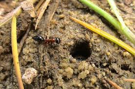 Attēlu rezultāti vaicājumam “Mellicta athalia larva”