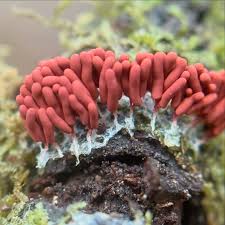 Attēlu rezultāti vaicājumam “Cribraria rufa spores”