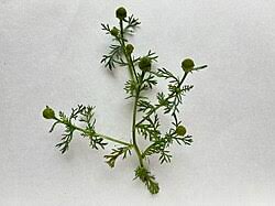 Attēlu rezultāti vaicājumam “Matricaria discoidea leaf”