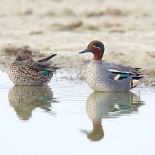 Attēlu rezultāti vaicājumam “Anas crecca”