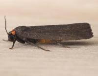 Attēlu rezultāti vaicājumam “Atolmis rubricollis”