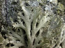 Attēlu rezultāti vaicājumam “Anaptychia ciliaris”