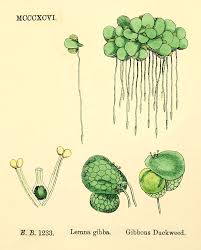 Attēlu rezultāti vaicājumam “Lemnaceae”