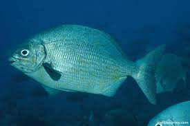 Image result for Kyphosus