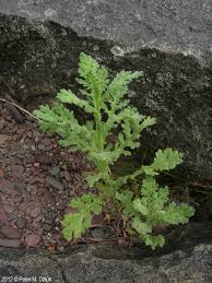 Attēlu rezultāti vaicājumam “Senecio viscosus flower”