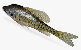 Image result for Pomoxis annularis