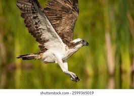 Attēlu rezultāti vaicājumam “Pandion haliaetus”