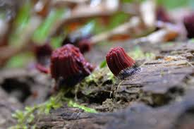 Attēlu rezultāti vaicājumam “Stemonaria irregularis”