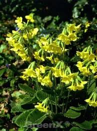 Image result for Himmelschlüssel